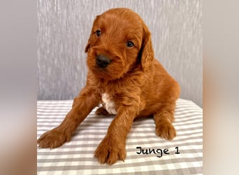 Cockerpoo / Cockapoo Welpen
