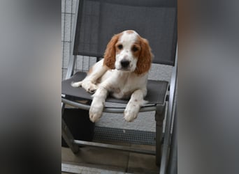 Arwen – Irish Red and White Setter Hündin sucht ihr Herzenszuhause