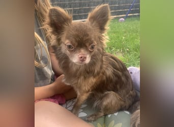 Reinrassige Chihuahua Welpen Kurzhaar