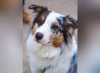 Alfred - ein besonderer Hund sucht seinen speziellen Menschen - Tierhilfe Franken e.V.