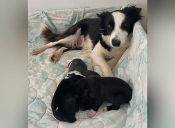 Border Collie Mischlings Welpen
