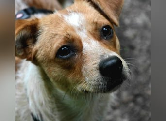 Kleine Zaubermaus Amali(1 Jahr/35 cm/9 kg) sucht liebevolles Zuhause