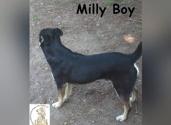 Milly Boy – Schmusebacke sucht neuen Schoß zum Chillen