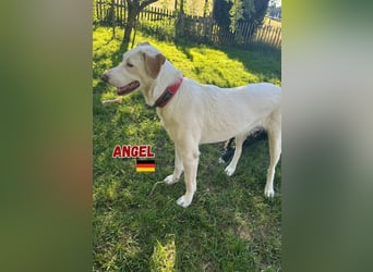 Angel,geb.04/23,ruhige,menschenbezogene Hündin sucht ihre Familie,bereits auf PS in 64754 Mossautal