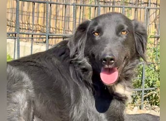 Shari ❤️ süße Schnauze sucht dich!