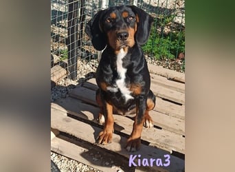 Kiara3 03/2022 (GRC) - verspielte und verschmuste, bildhübsche junge Hündin!