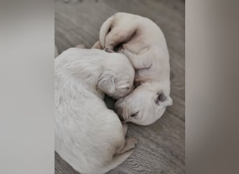 Golden Retriever Welpen