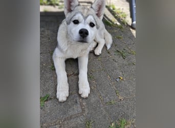 Akita - Husky Welpen