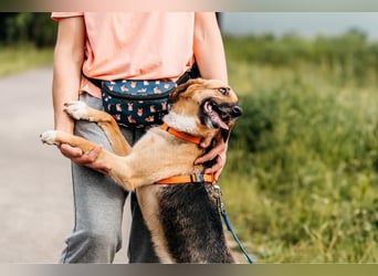 Freundliche Lilo sucht ihre Menschen