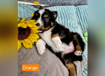 Australian Shepherd Welpen