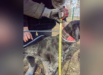 Teofil, geb. 01.01.2023, 63 cm, möchte viel erleben