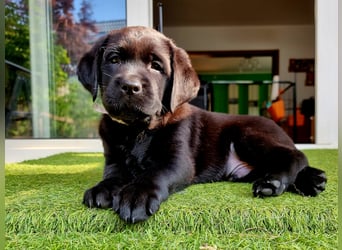 Edle Labrador Welpen mit Ahnentafel, Nachkommen von Champions