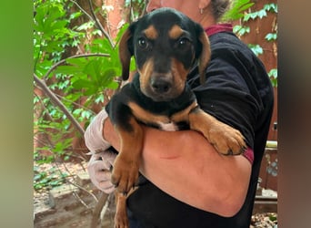 Marvin, geboren 25.03.2025, 24cm sucht seine Familie