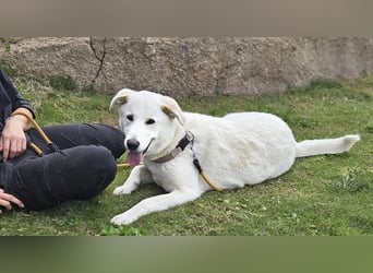 Lucio: Traumhund ohne Wenn und Aber