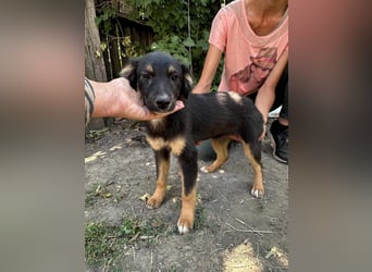 Bruno, geboren 03.2025, 36cm sucht seine Chance