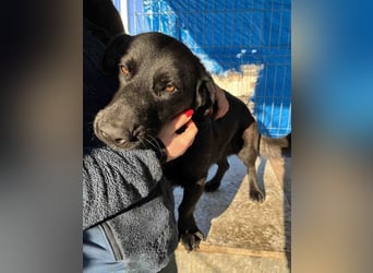 ⭐️COSTEL⭐️, Rüde, 2 Jahre, 42 cm, Mischling, Tierschutz