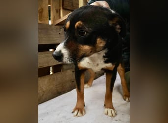 Franjo sucht warmes & liebevolles Zuhause