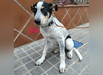 Zia 06/2024 (ESP) - menschenbezogene, süße Epagneul Breton-Bodeguero-Mix Welpin!