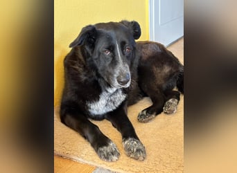 Leyka auf Pflegestelle in 88410 Bad Wurzach sucht ein Zuhause
