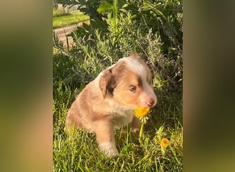 Miniature Australian Shepherd Welpen m. Papieren