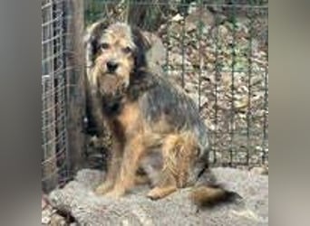 Berci, Schnauzer-Mix, Rüde, geb. 06.05.2013, ca. 40 cm, 11 kg, NOTFALL