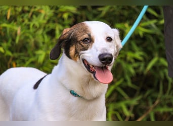 Chico, Mix Labrador / Beagle, lieb und sozial