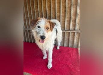 Fredi, Foxterrier-Mix, Rüde, geb. am 01.01.2024, 42 cm
