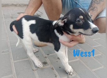 Wess1 geb. 03/2025 (ESP) - verspielter kleiner Ratonero Bodeguero Andaluz Welpe!