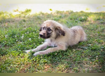Chip 231427: Hundekind sucht ein Zuhause