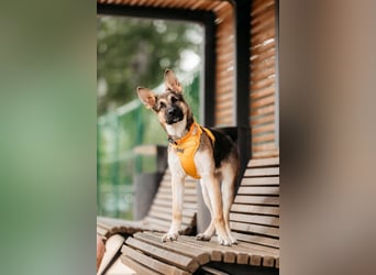 Wunderbare Deya sucht liebevolles Zuhause