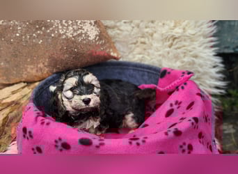 Cockapoo Welpen Englisch Cockerspaniel x Pudel