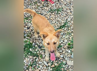 PEANUT - sucht sein " Für-immer- Zuhause"