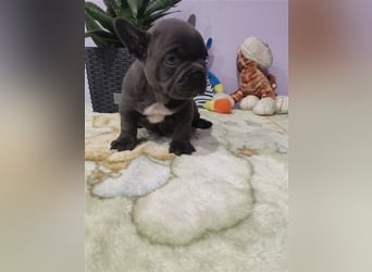 Französische Bulldogge aus erstklassiger Verpaarung