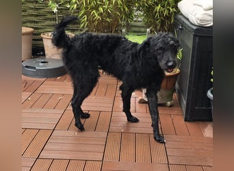 Mogli Pudelmix auf Pflegestelle 59399 Olfen