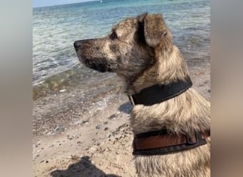 MONA- treue Seele auf der Suche nach Ihrem neuen zu Hause