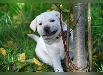 Shar-Pei x Labrador Mix Welpe Frenchy stellt sich vor......