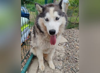 Dragan ❤️ kuschliger, verspielter Husky-Mix Rüde!