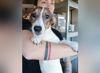 ⭐️MOLLY⭐️, Hündin, 2,5 Jahre, 27 cm, Mischling, Tierschutz
