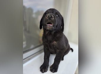 Ryan - liber Hundejunge
