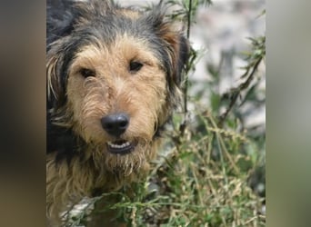 Klausi - Aktiver und lieber kleiner Rüde, ca. 2019 geboren, SEHR menschenbezogen!