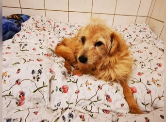 Misia, Terriermischling, geb. 2014, liebe Seniorin sucht Zuhause