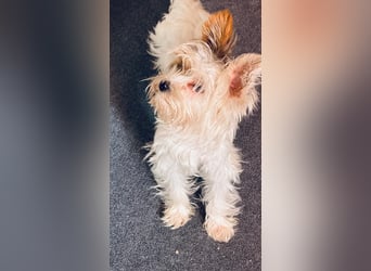 Fussel, Biewer-Terrier, Rüde, 4 Monate, 20 cm
