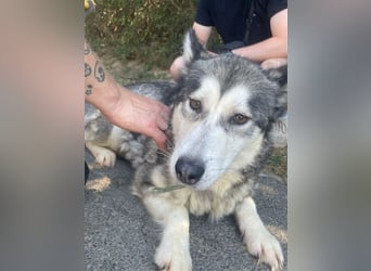 Maya, sanfte Malamute Hündin sucht liebevolle Menschen