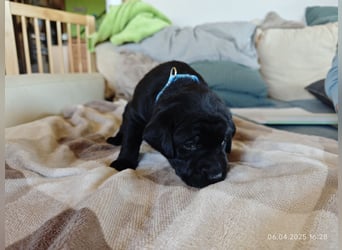 Welpe männlich hellblaues Halsband