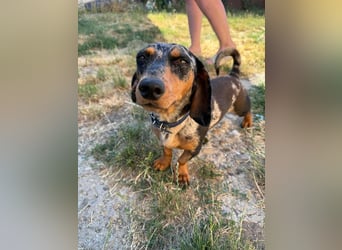 Rocky, geboren 06.2023, 27cm sucht sein Zuhause