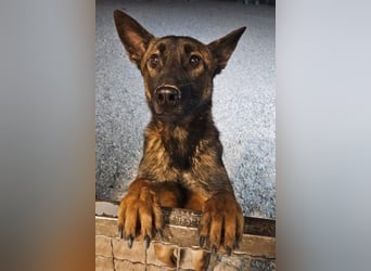 Lio - Best Buddy gesucht! (22417 Hamburg)