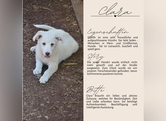 CLARA - süßer Fratz auf vier Pfoten