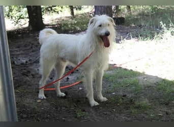 Yuki, Schnauzer-Mix, geb. 2022, schüchterner Rüde sucht freundlichen Zweithund