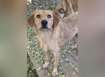 Kuckuck, wer schenkt Traumhund OLIVER ein liebevolles Zuhause?