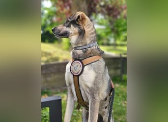 Nadja - freundliche, verspielte Schäferhund-Mix Hündin / Pflegestelle in 38...Remlingen